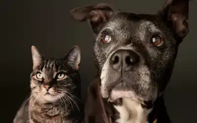Aged to Paw-fection: A Guide to the Senior Pet Years