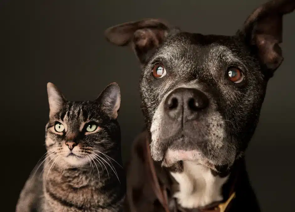 Aged to Paw-fection: A Guide to the Senior Pet Years