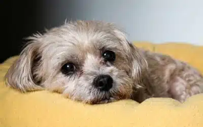 Could Your Pet Have Arthritis?