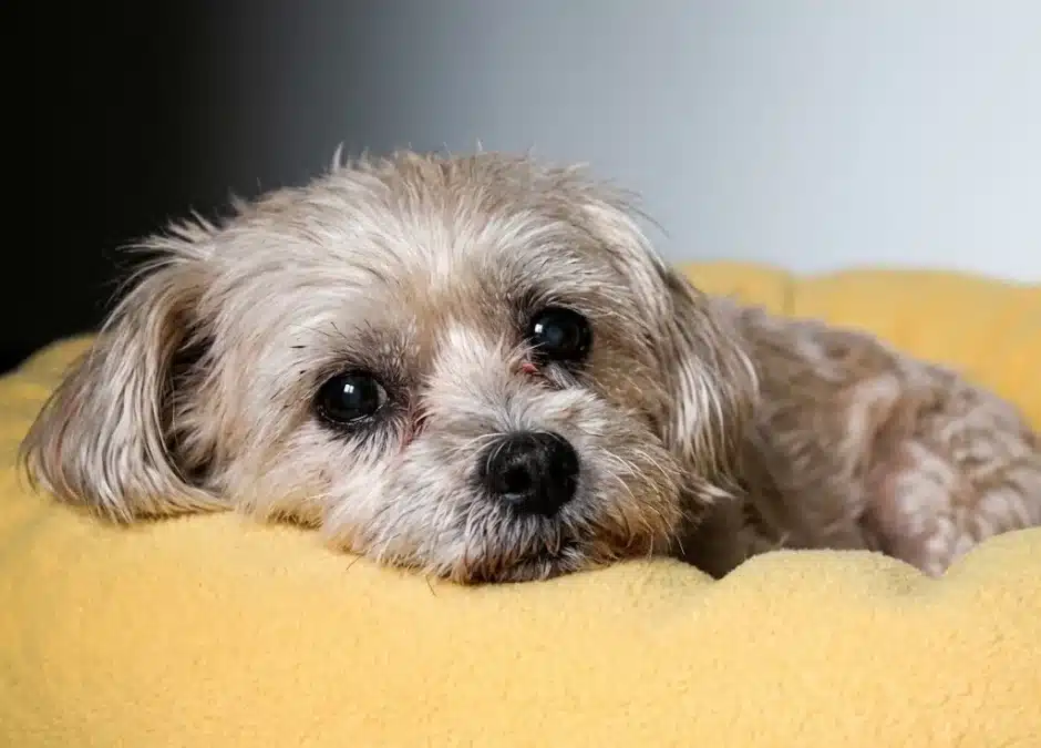 Could Your Pet Have Arthritis?