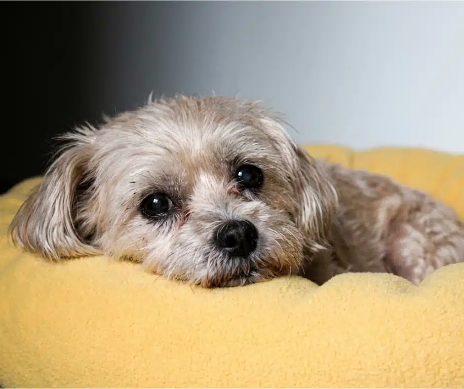 Could Your Pet Have Arthritis image Could Your Pet Have Arthritis image
