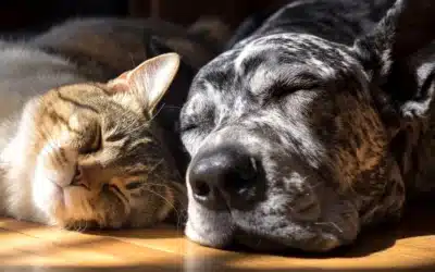 What Your Senior Pet Isn’t Telling You About Their Health