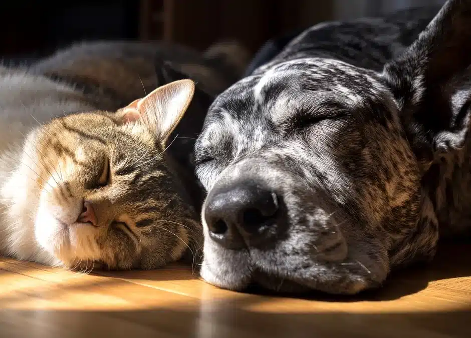What Your Senior Pet Isn’t Telling You About Their Health