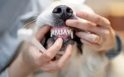 The Dirty Truth About Your Pet’s Mouth And Why Bad Breath Is Never Normal