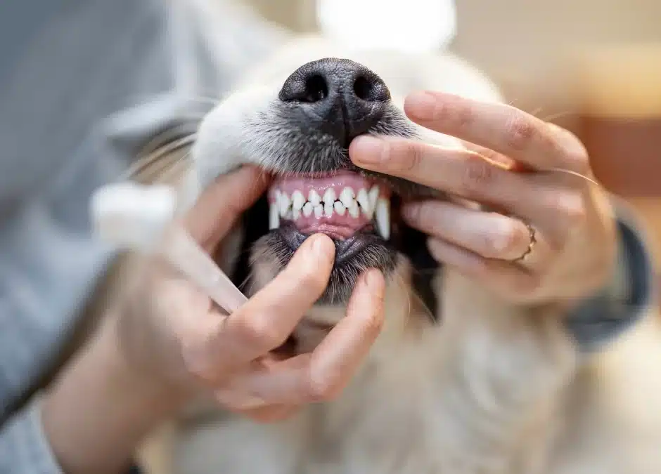 The Dirty Truth About Your Pet’s Mouth And Why Bad Breath Is Never Normal