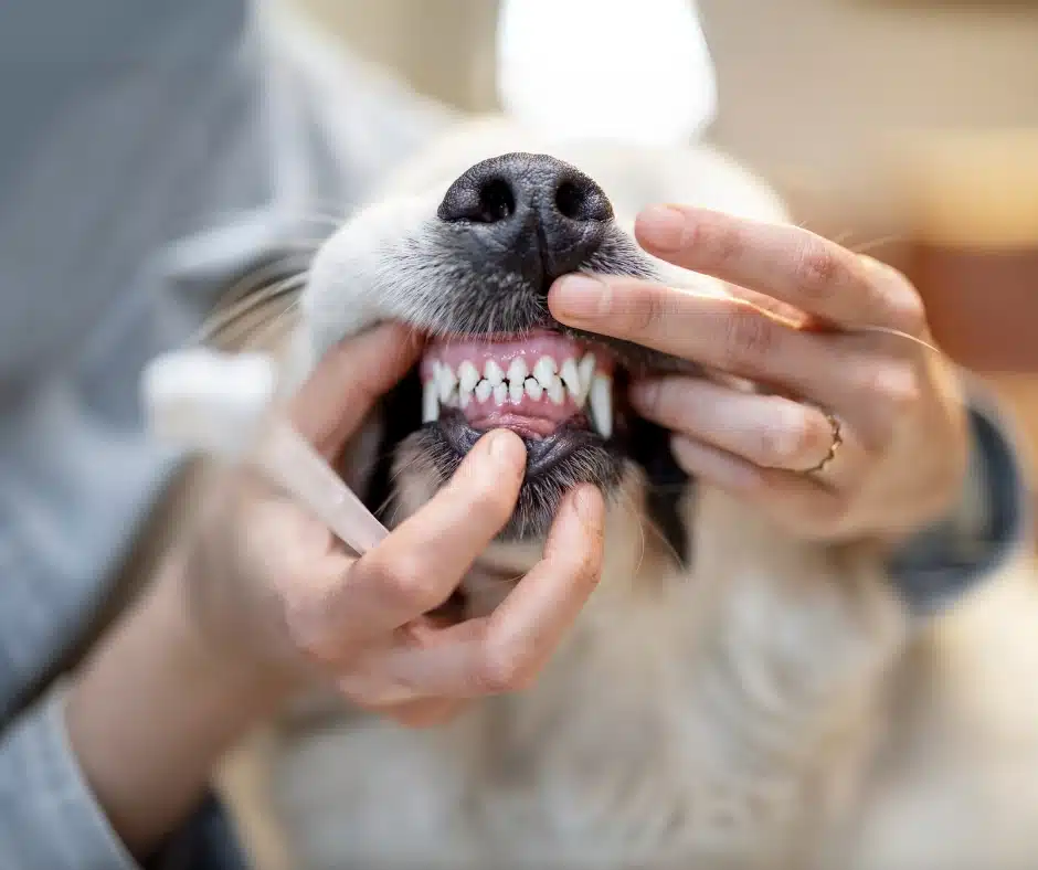 Dental- Your Pet’s Mouth dental