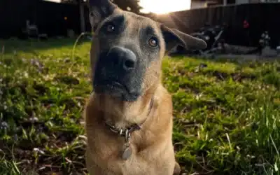 Your Senior Dog’s Best Years Are Still Ahead: Here’s How to Make Them Count