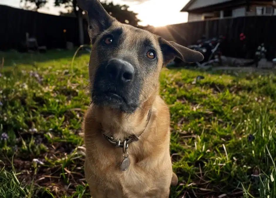 Your Senior Dog’s Best Years Are Still Ahead: Here’s How to Make Them Count