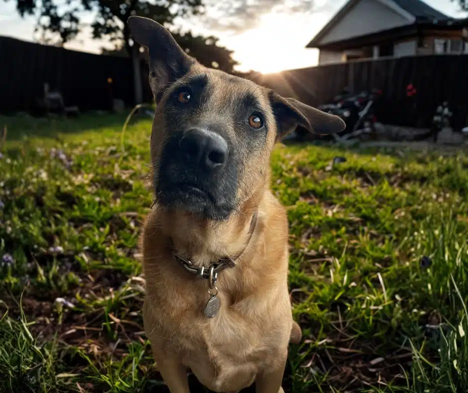 Senior dog photo Senior dog photo