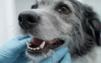 What Actually Happens During a Professional Pet Dental Clean?