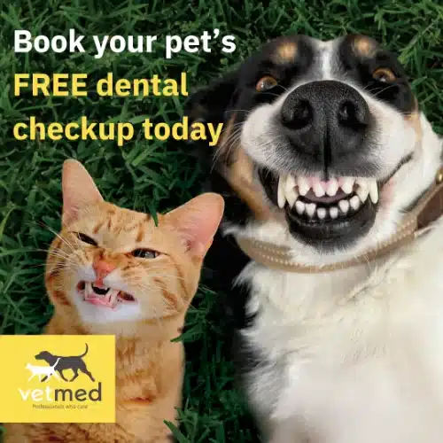 Vetmed Dental Checkup