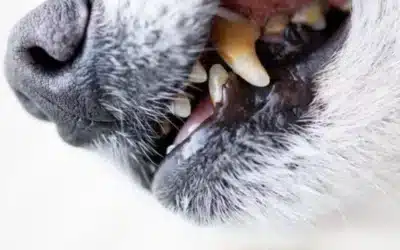 Beyond Bad Breath: How Dental Disease Affects Your Pet’s Heart, Kidneys and Liver