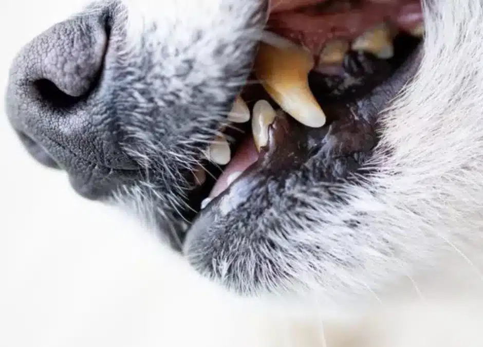 Beyond Bad Breath:  How Dental Disease Affects Your Pet’s Heart, Kidneys and Liver