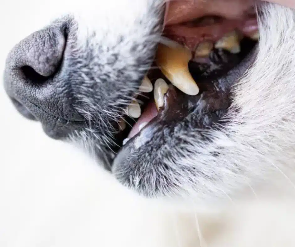 Bad Breath