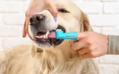 Is Brushing Your Pet’s Teeth Really Necessary? (Yes. Here’s How.)