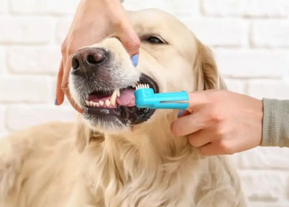 Is Brushing Your Pet’s Teeth Really Necessary? (Yes. Here’s How.)