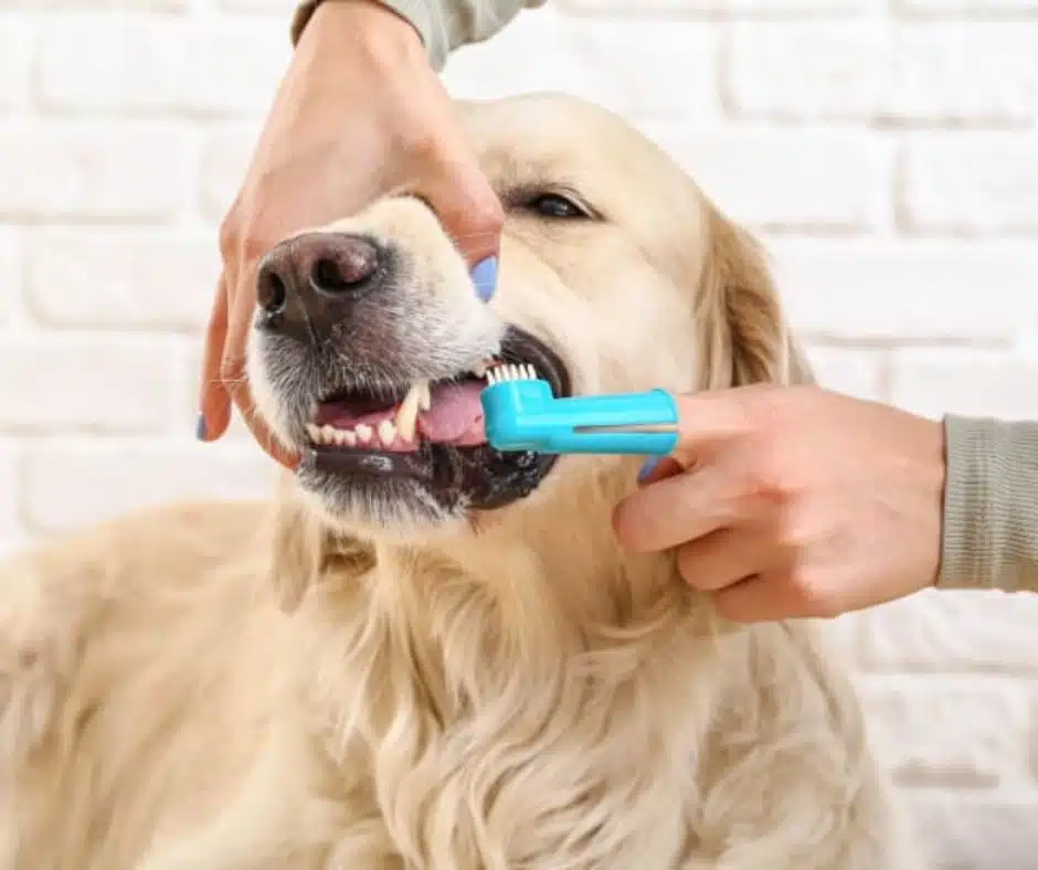 Brushing Pets Teeth image Brushing Pets Teeth image