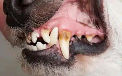 Grading Your Pet’s Teeth: What Dental Disease Stages Actually Mean