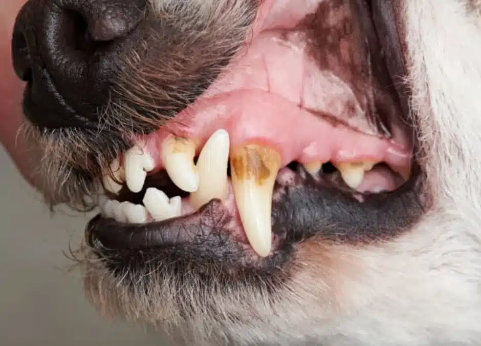 Grading Your Pet’s Teeth: What Dental Disease Stages Actually Mean