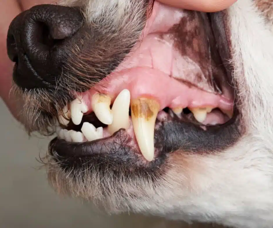 Dental Disease on dog Dental Disease on dog