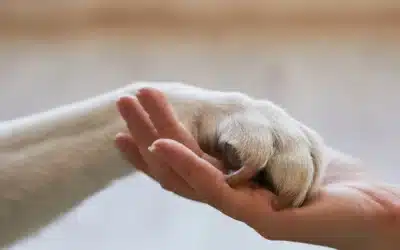 Hospice and End-of-Life Care for Pets: A Guide to Comfort and Compassion