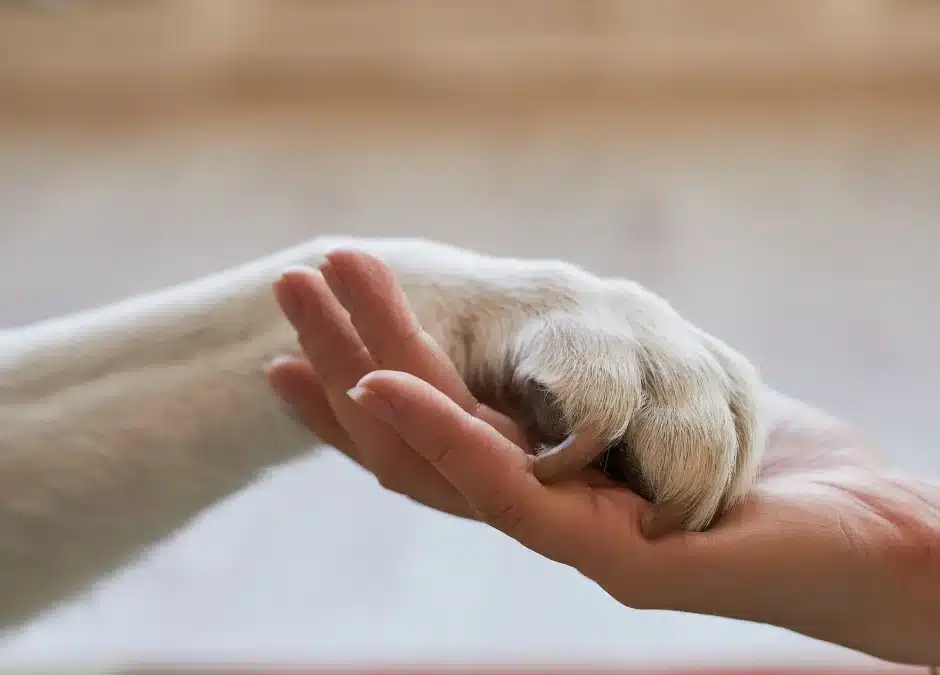 Hospice and End-of-Life Care for Pets: A Guide to Comfort and Compassion