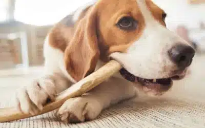 What to Buy, What to Skip: The Pet Dental Product Guide