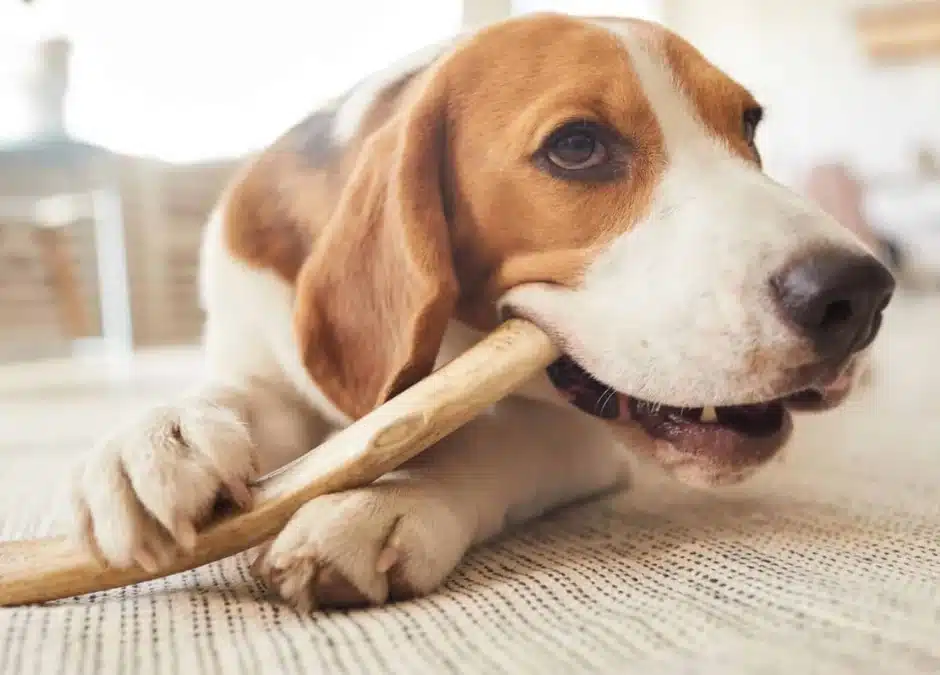 What to Buy, What to Skip: The Pet Dental Product Guide