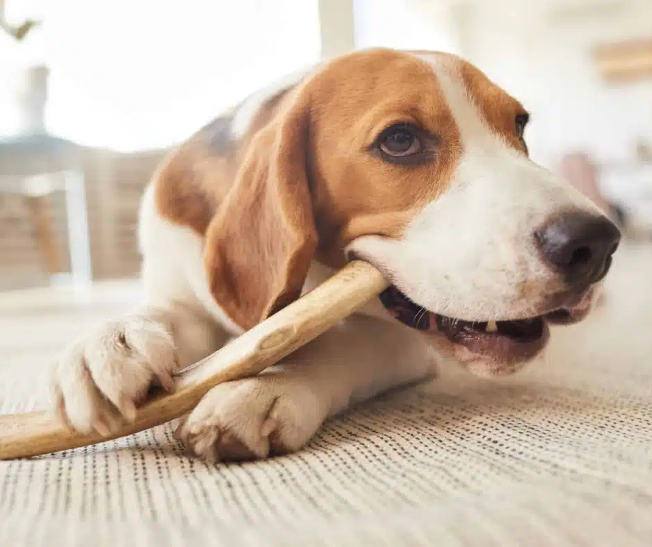 What to buy, what to skip for pet What to buy, what to skip for pet